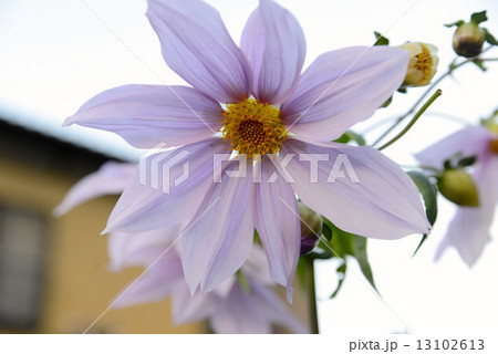 皇帝ダリア 13102613