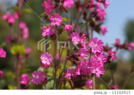 エロディウムの花 エロディウムの花 13102615
