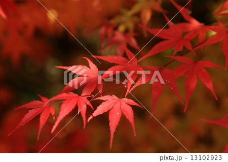 紅葉 紅葉 13102923
