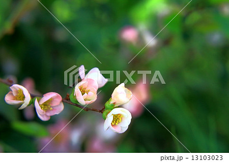 ボケの花が咲く ボケの花が咲く 13103023