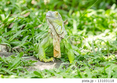 green Iguana green Iguana 13103118