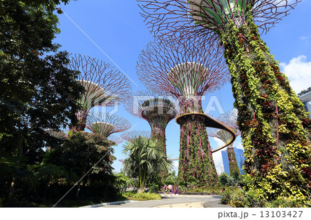 The Supertrees Grove at Gardens by the Bay 13103427