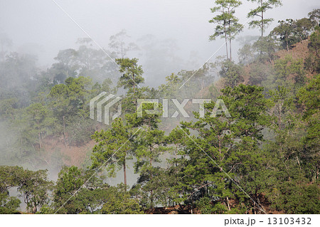 Pine forest on the mountain after raining Chiang Mai Thailand Pine forest on the mountain after raining Chiang Mai Thailand 13103432