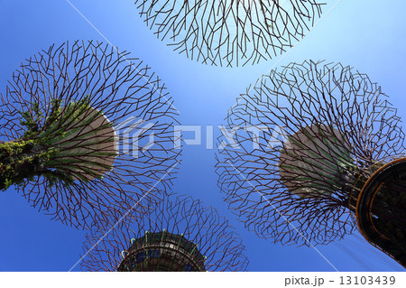 The Supertrees Grove at Gardens by the Bay 13103439