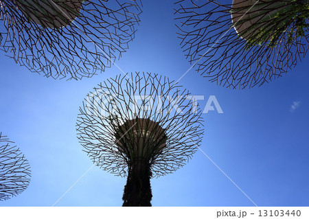 The Supertrees Grove at Gardens by the Bay 13103440