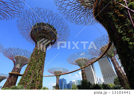 The Supertrees Grove at Gardens by the Bay 13103441