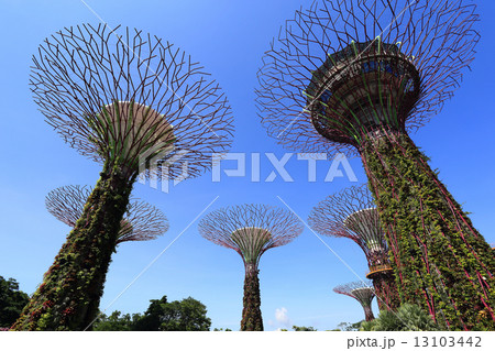 The Supertrees Grove at Gardens by the Bay 13103442