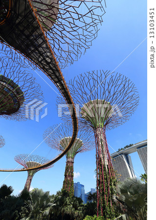 The Supertrees Grove at Gardens by the Bay 13103451