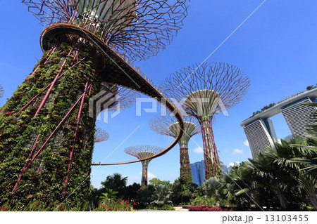 The Supertrees Grove at Gardens by the Bay The Supertrees Grove at Gardens by the Bay 13103455