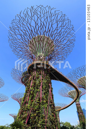 The Supertrees Grove at Gardens by the Bay The Supertrees Grove at Gardens by the Bay 13103463