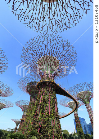 The Supertrees Grove at Gardens by the Bay 13103468
