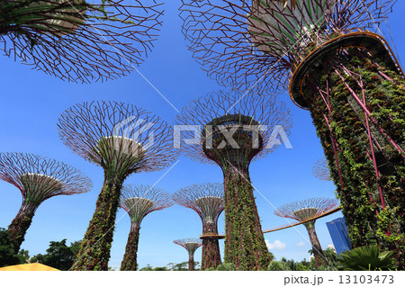 The Supertrees Grove at Gardens by the Bay 13103473