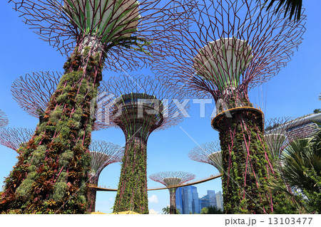 The Supertrees Grove at Gardens by the Bay 13103477