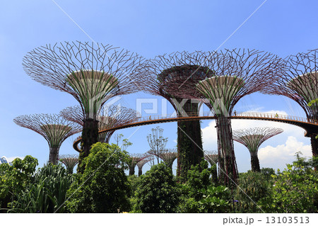 The Supertrees Grove at Gardens by the Bay 13103513