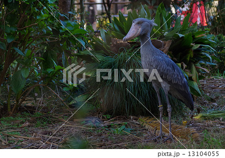 ハシビロコウ　はしびろこう　嘴　くちばし　コウノトリ目　絶滅危惧種 13104055