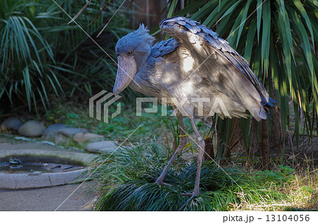 ハシビロコウ はしびろこう 嘴 くちばし コウノトリ目 絶滅危惧種の写真素材