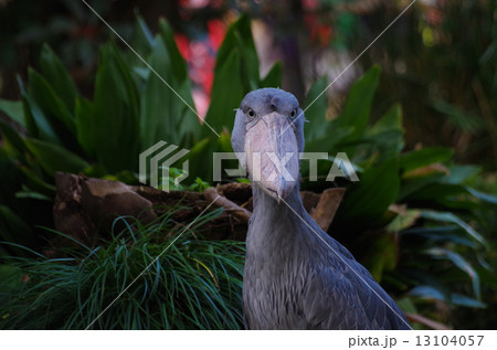 ハシビロコウ はしびろこう 嘴 くちばし コウノトリ目 絶滅危惧種の写真素材