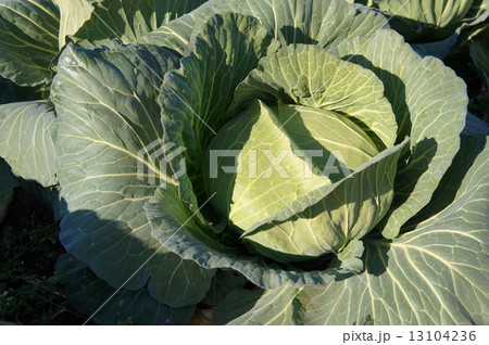 キャベツ 13104236