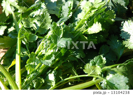 コリアンダー 13104238