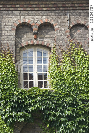 Window with ivy 13104707