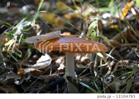fly agaric 13104765
