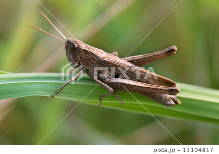 grasshopper on green leaf 13104817