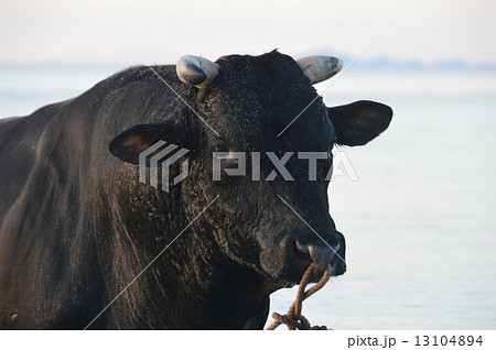 瀬底ビーチで水浴びをする闘牛(瀬底島/沖縄県国頭郡本部町) 瀬底ビーチで水浴びをする闘牛(瀬底島/沖縄県国頭郡本部町) 13104894