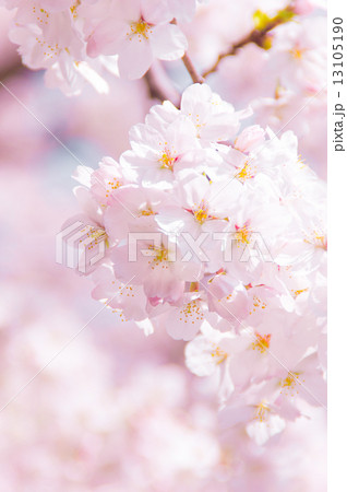 満開の桜 13105190