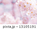 満開の桜 13105191