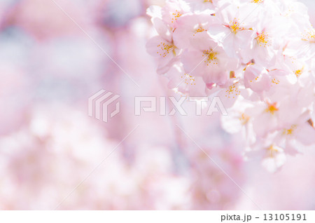満開の桜 13105191
