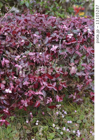 ハツユキカズラ 13105287