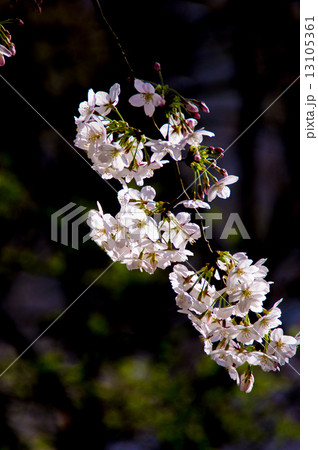 満開の桜 満開の桜 13105361