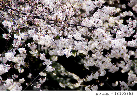 満開の桜 13105363