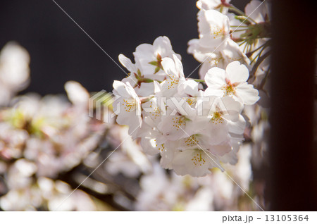 満開の桜 13105364
