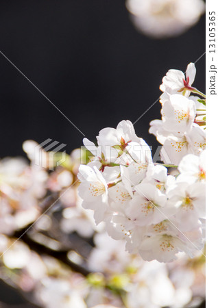 満開の桜 13105365