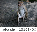 岩の上の1匹の猿 13105408