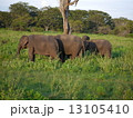 象の家族 13105410