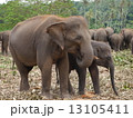 象の親子 13105411