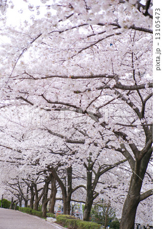 桜並木 桜並木 13105473