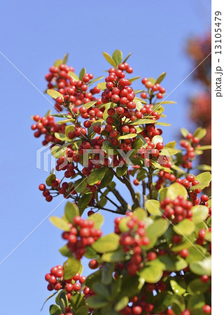 クリスマスホーリー クリスマスホーリー 13105479