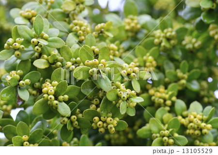 クリスマスホーリー 13105529