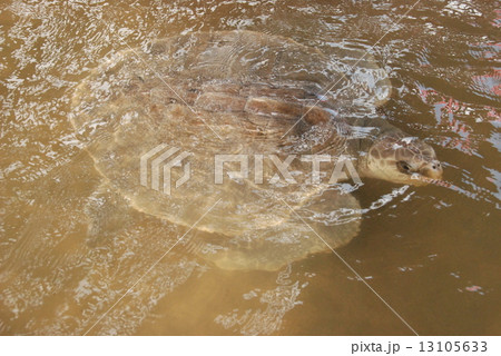 ウミガメ（タートルアイランド(スランガン島)／バリ島･インドネシア） 13105633