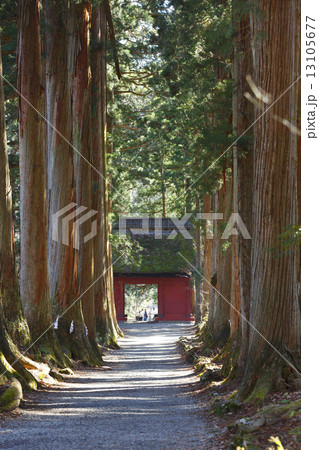 戸隠神社杉並木 13105677