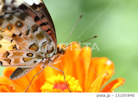 ツマグロヒョウモン ツマグロヒョウモン 13105940