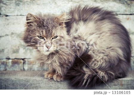 Gray homeless longhair cat sitting on bench Gray homeless longhair cat sitting on bench 13106105