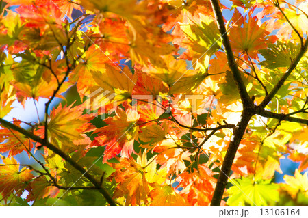 紅葉 紅葉 13106164
