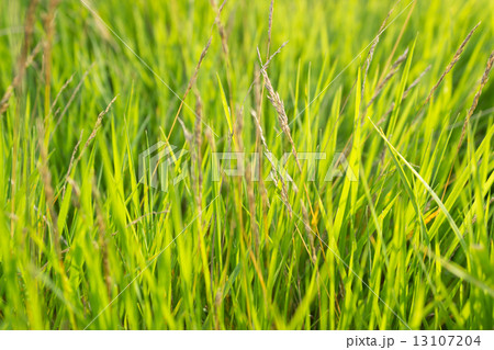 Background with green grass 13107204