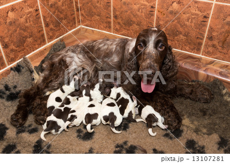 English Cocker Spaniel puppy suck breast milk 13107281