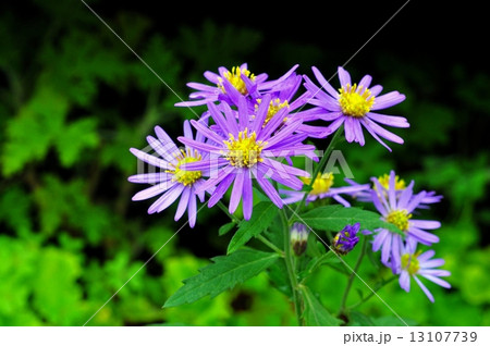 コンギク コンギク 13107739