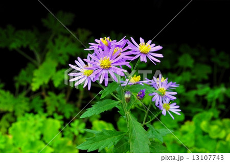 コンギク 13107743